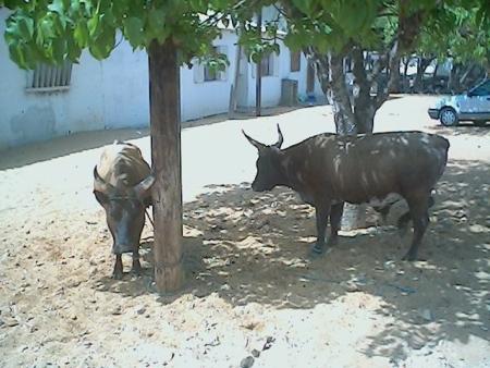                             GAMOU ANNUEL   2006